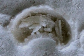 Salenocidaris granulosa